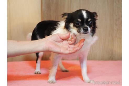 成約済の山梨県のチワワ(ロングコート)-183211の6枚目